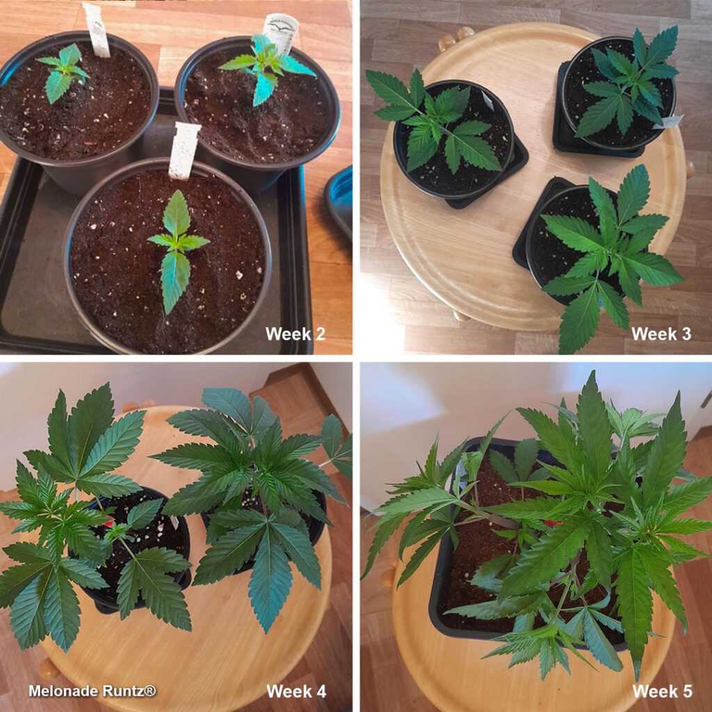 Melonade Runtz seedlings and veg (week 2-3-4-5) by Weedig_Weedigson