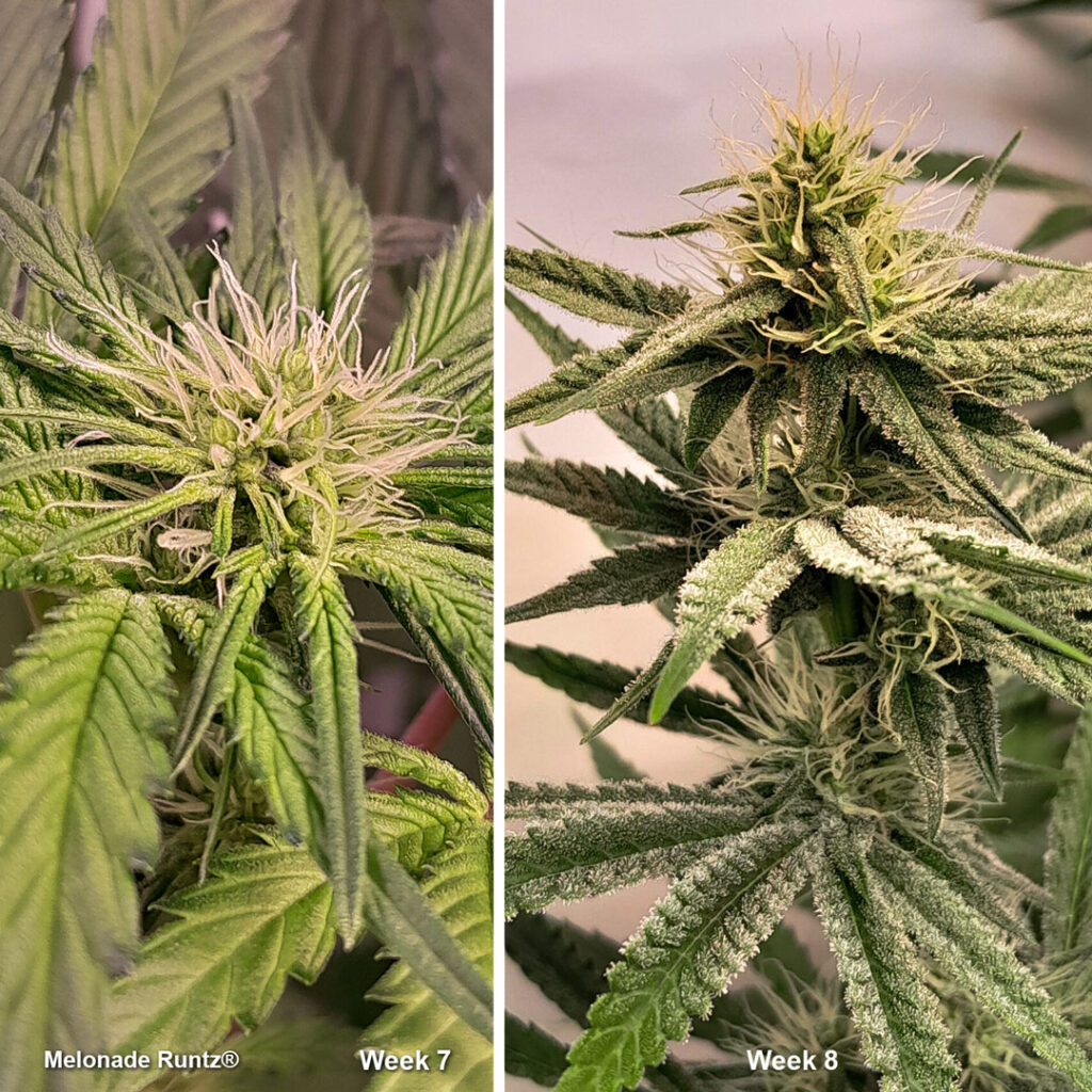 Melonade Runtz flowering (week 7-8) by Weedig_Weedigson