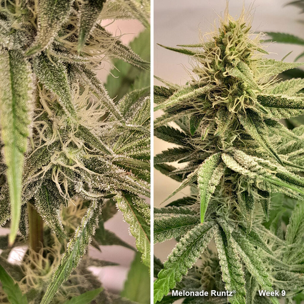 Melonade Runtz flowering (week 9) by Weedig_Weedigson