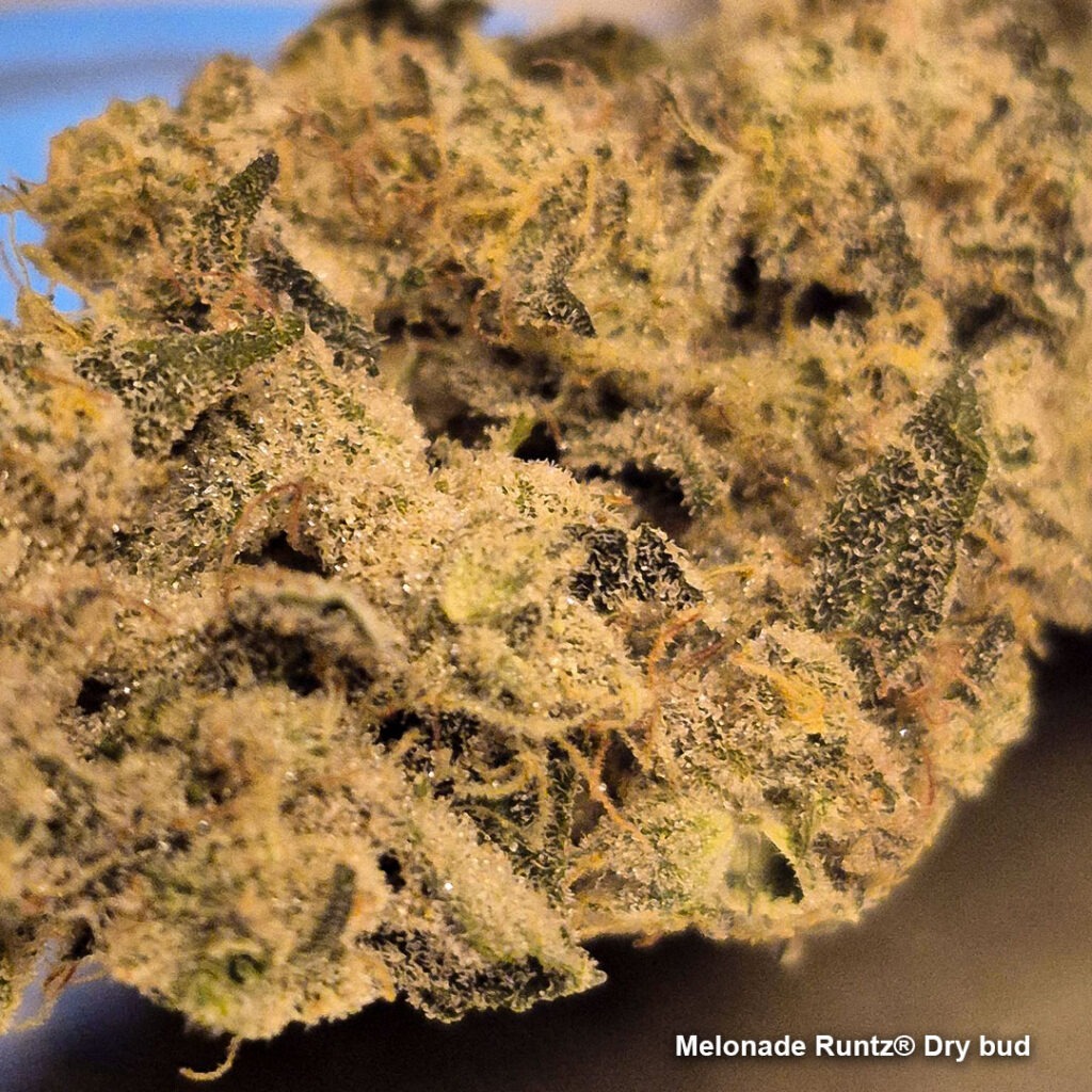 Melonade Runtz dry bud by Weedig_Weedigson