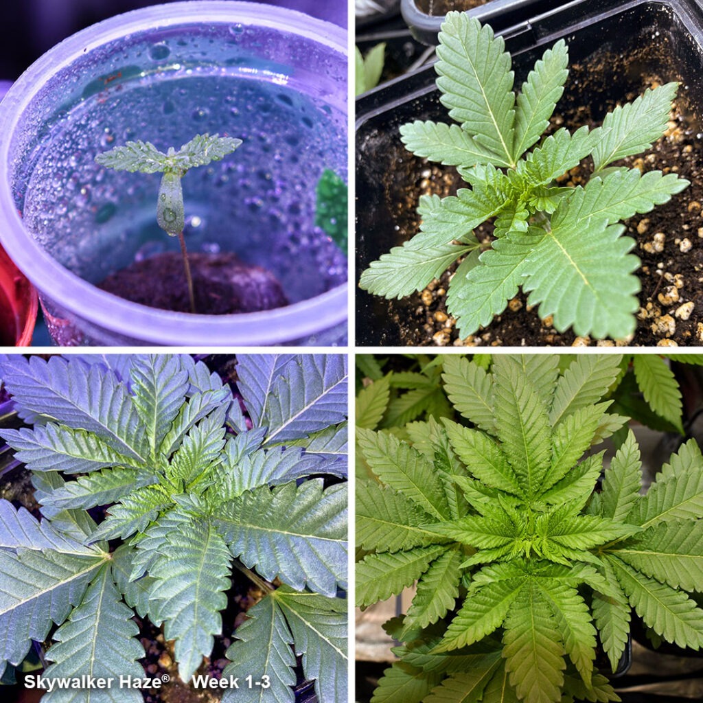 Skywalker Haze seedling and veg (week 1-3) by IndiCat