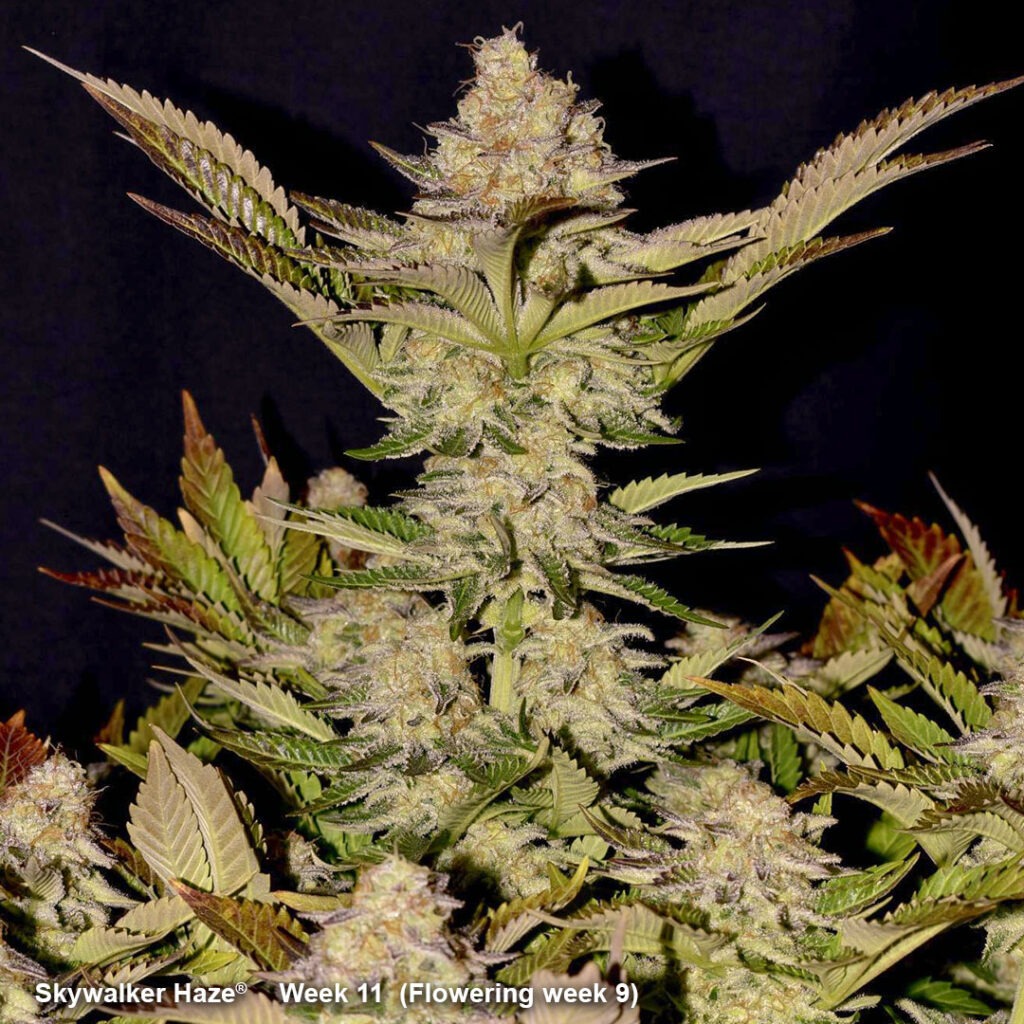 Skywalker Haze week 11 - full plant by IndiCat