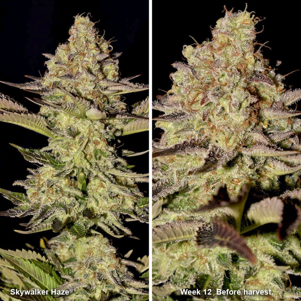 Skywalker Haze week 12 - before harvest by IndiCat