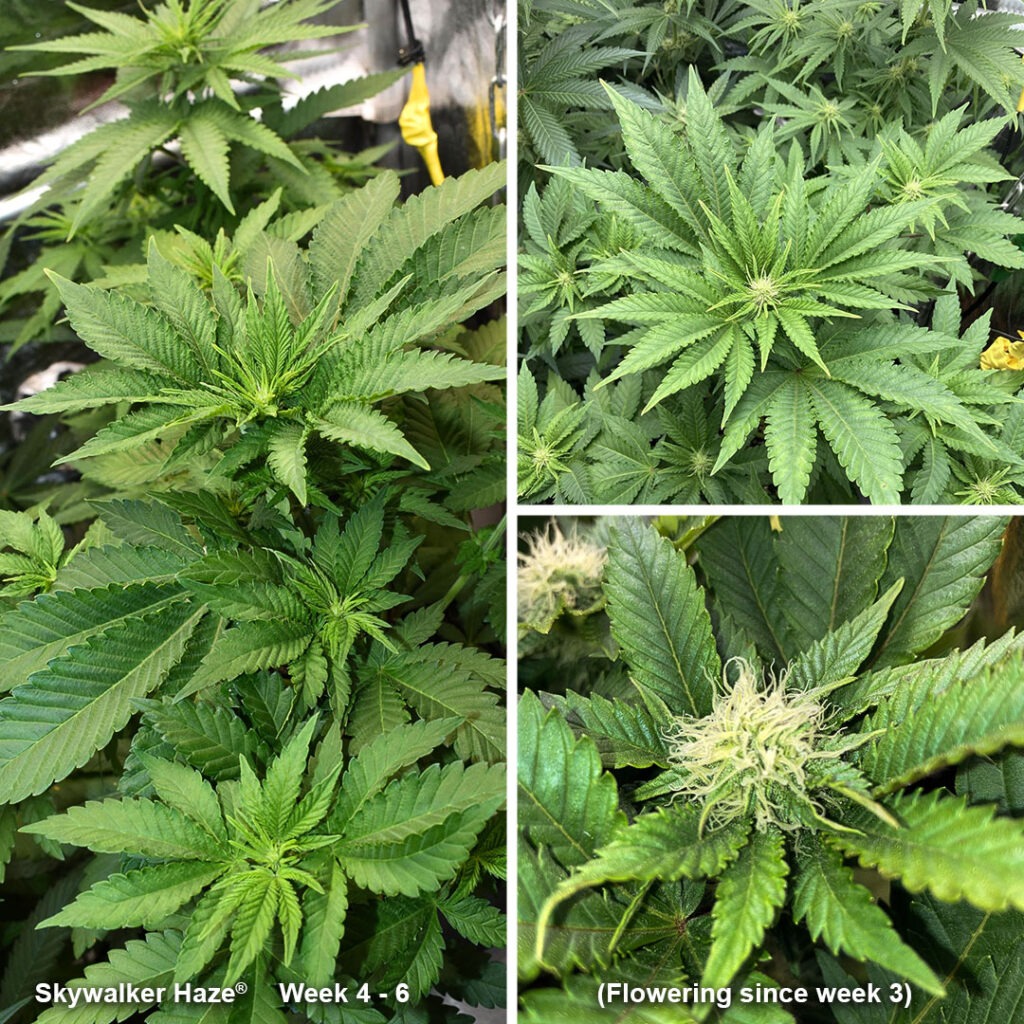 Skywalker Haze early flowering (week4-6) by IndiCat