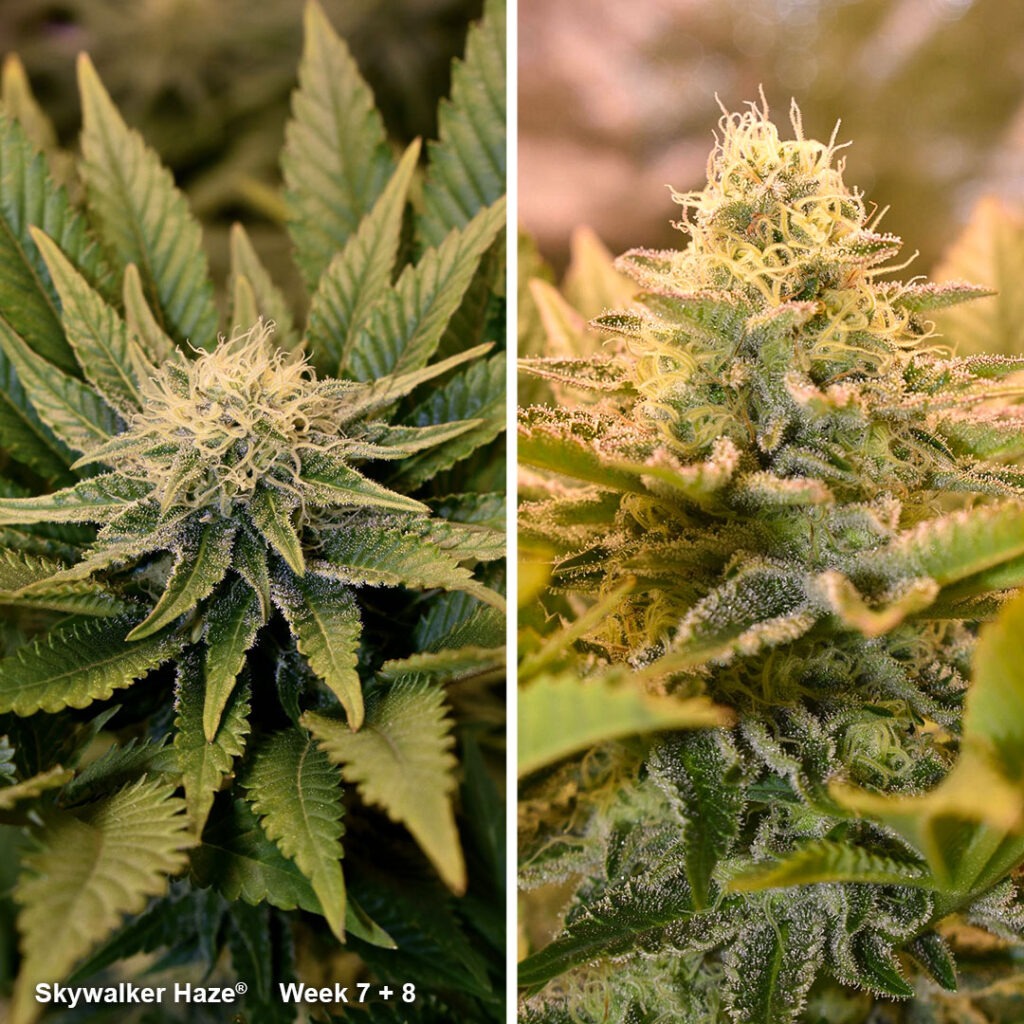 Skywalker Haze flowering (week 7-8) by IndiCat