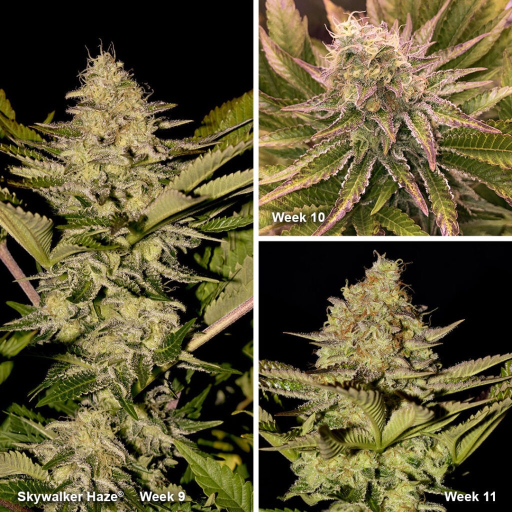 Skywalker Haze flowering (week 9-10-11) by IndiCat