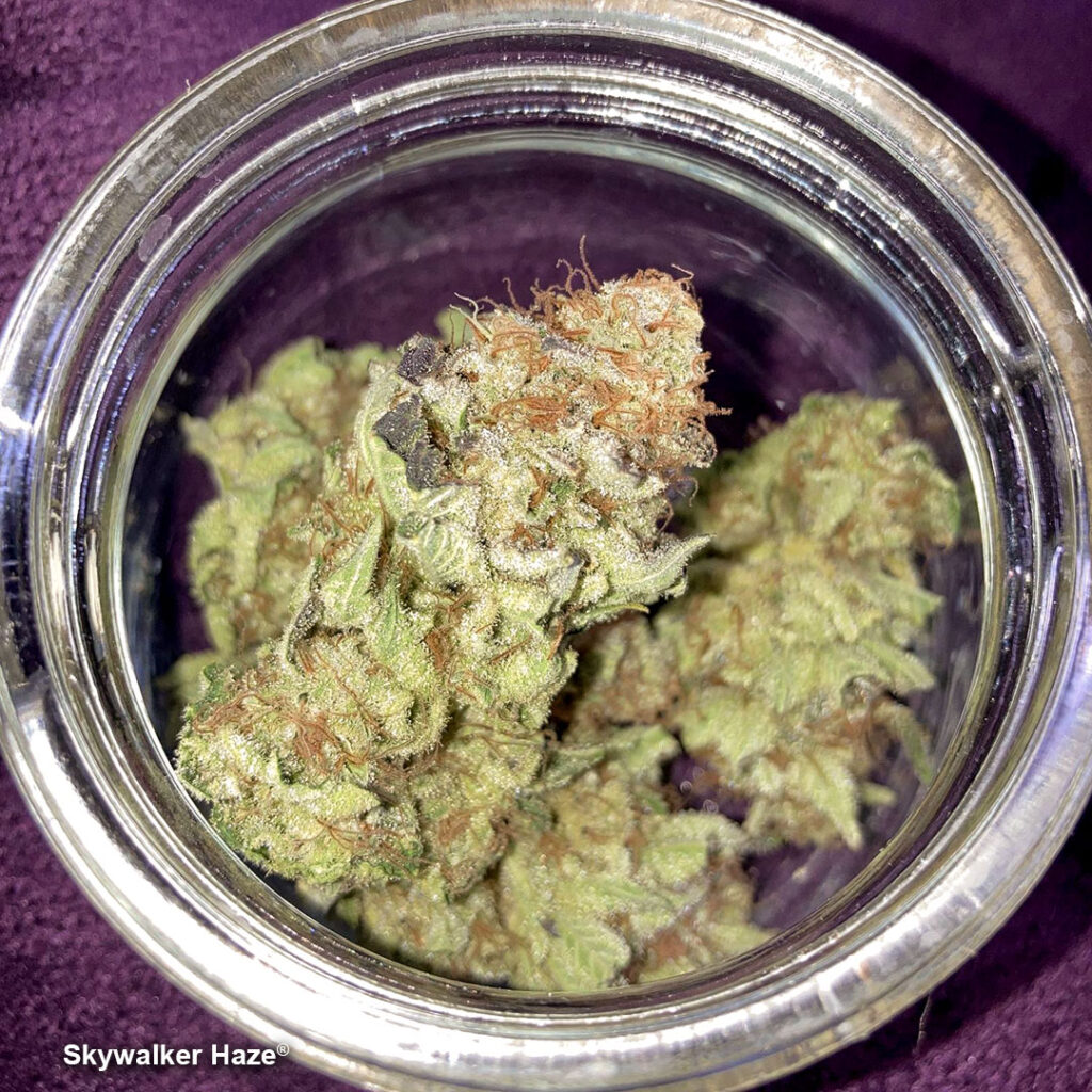 Skywalker Haze dry buds by IndiCat