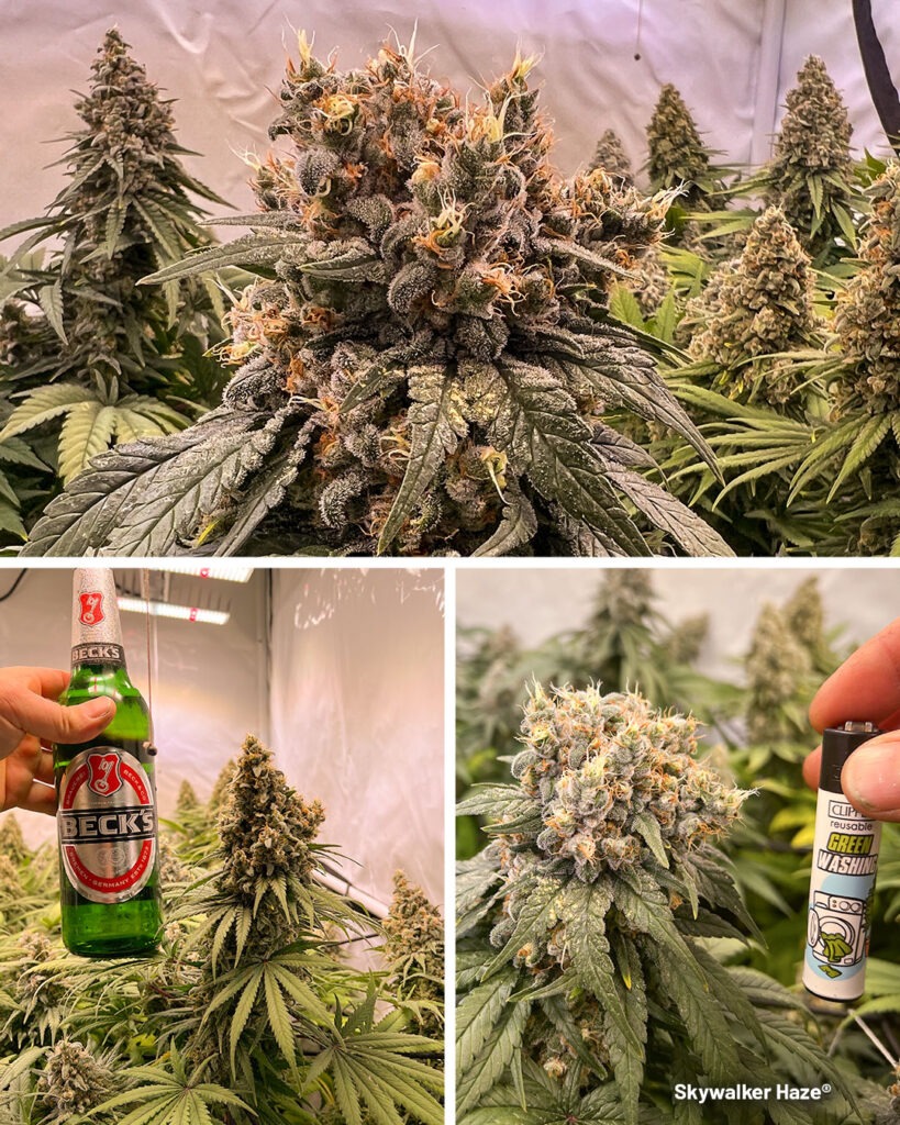 Skywalker Haze grow report by Maximilian1234