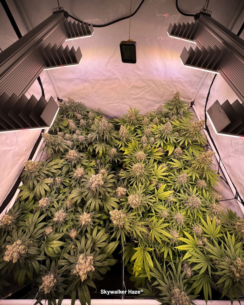 Skywalker Haze grow report by Maximilian1234
