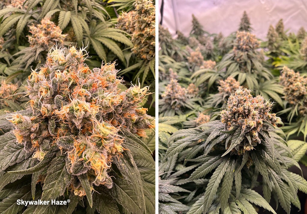 Skywalker Haze grow report by Maximilian1234