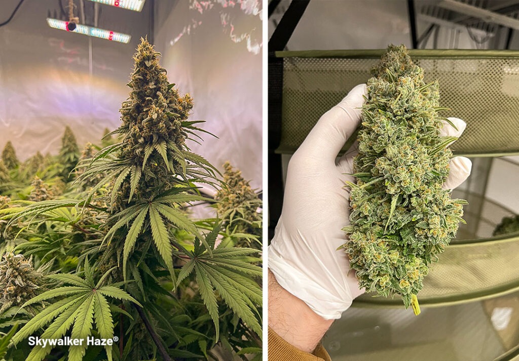 Skywalker Haze grow report by Maximilian1234