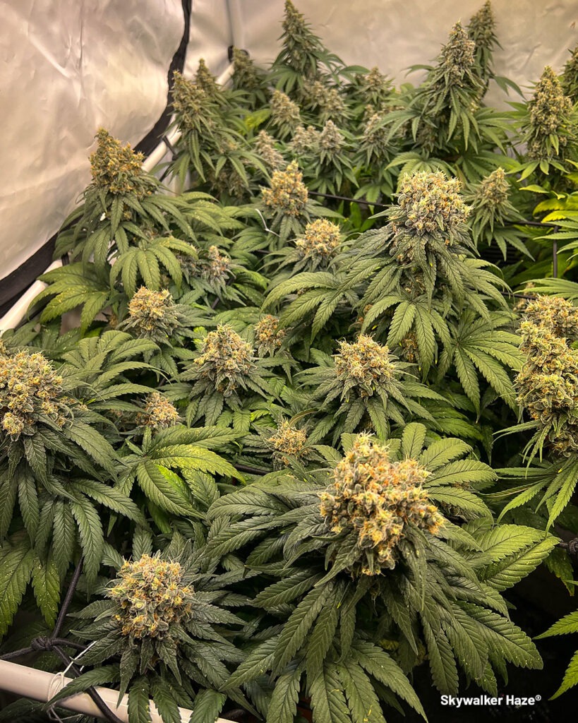 Skywalker Haze grow report by Maximilian1234
