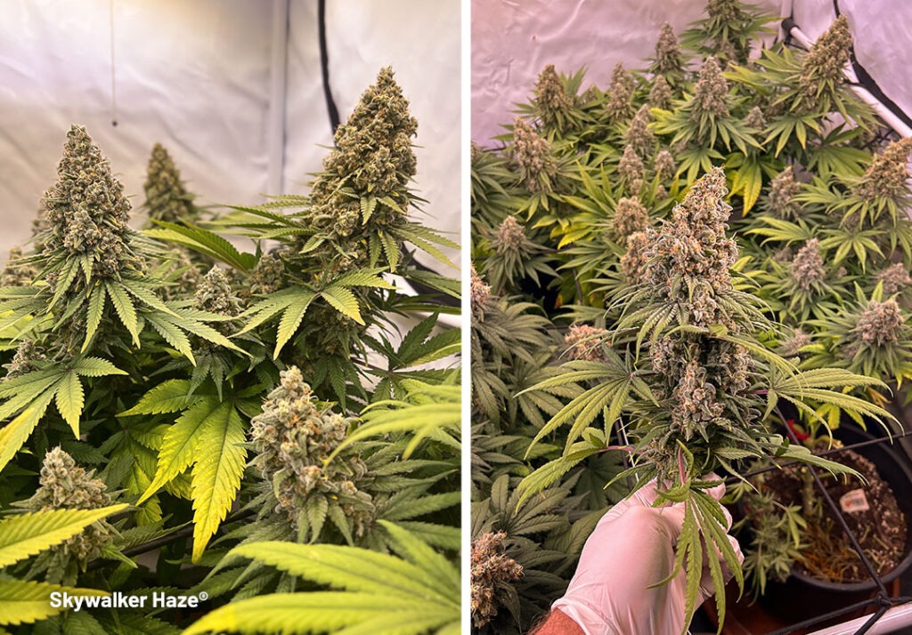 Skywalker Haze grow report by Maximilian1234