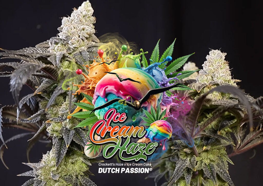 Two phenotypes of Ice Cream Haze regular seeds grown by Mr.PapaGanja