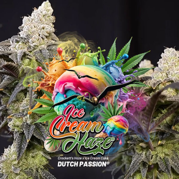 Two phenotypes of Ice Cream Haze regular seeds grown by Mr.PapaGanja