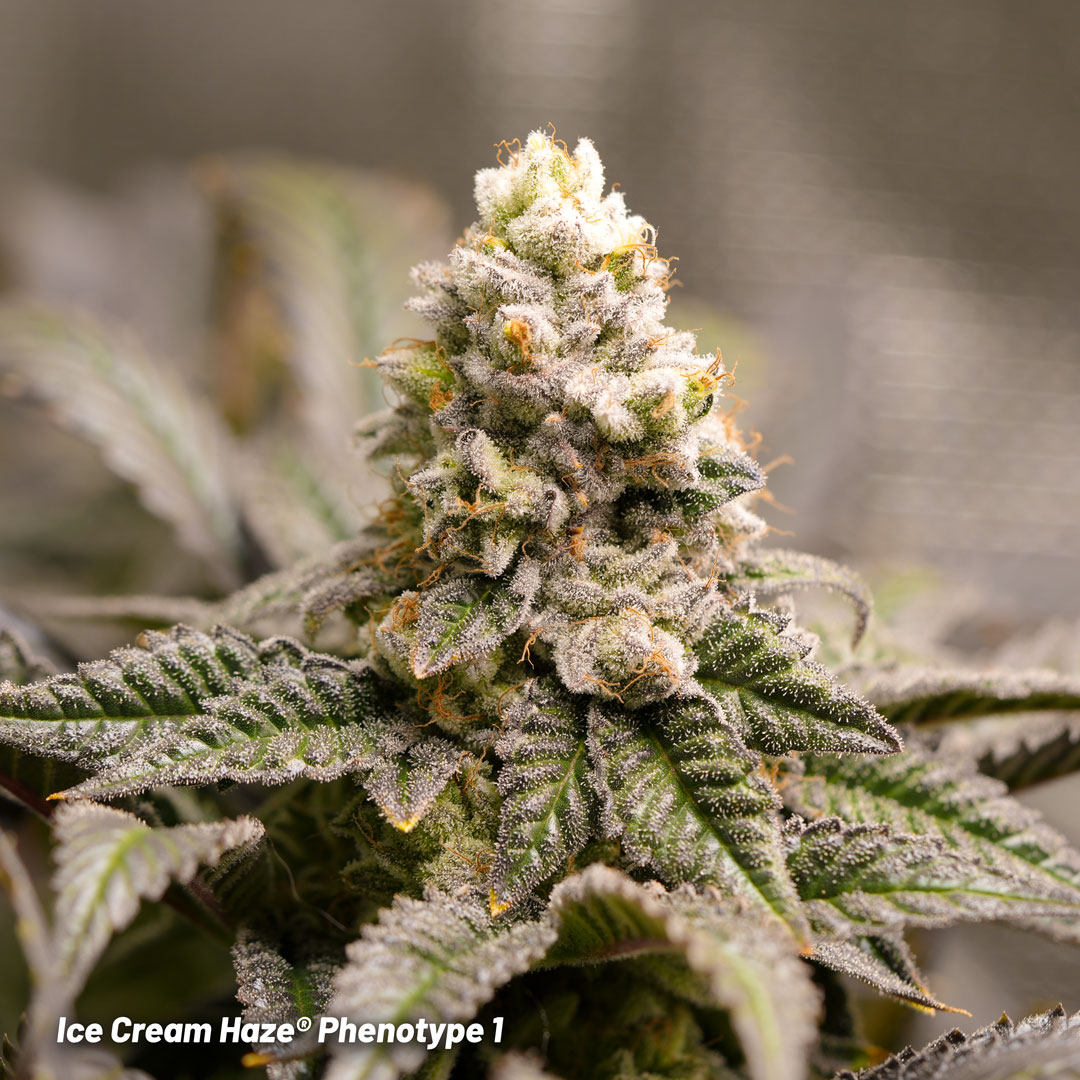 Ice Cream Haze regular seeds pheno #1 grown by Mr.PapaGanja