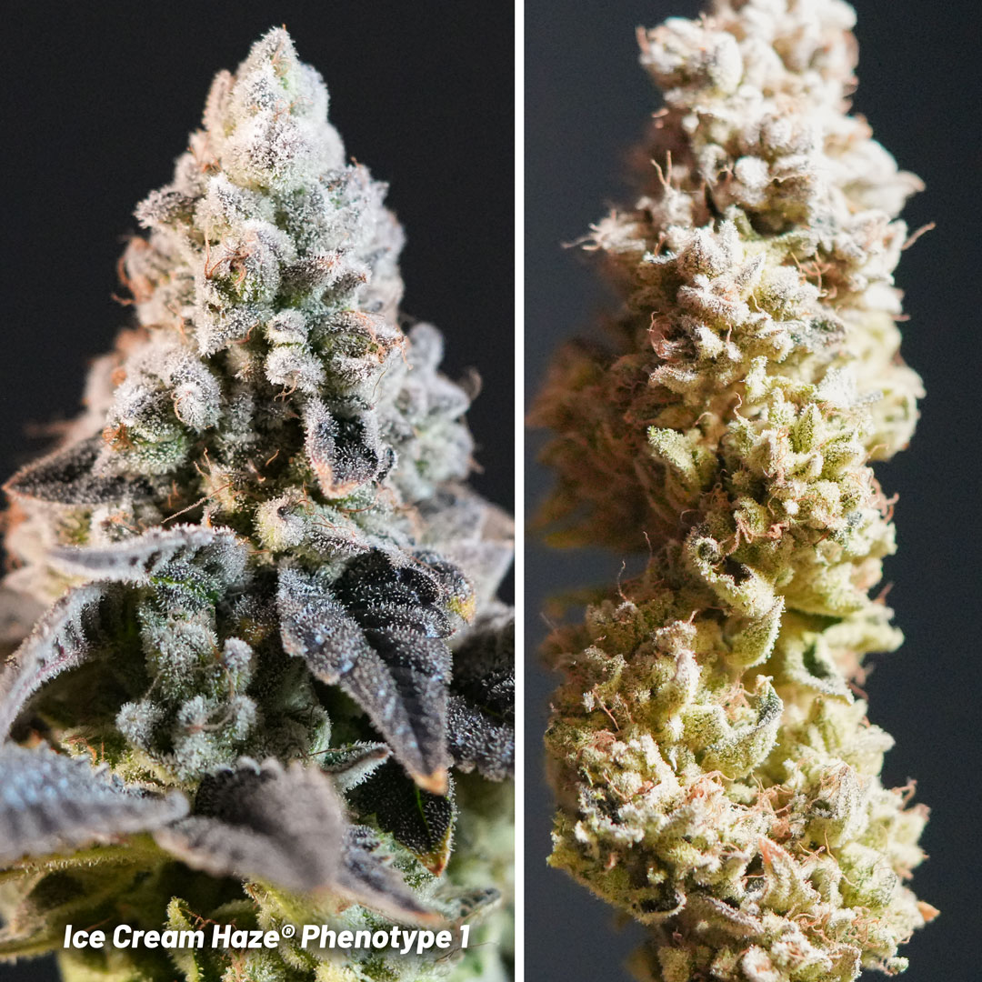 Ice Cream Haze regular seeds pheno #1 grown by Mr.PapaGanja