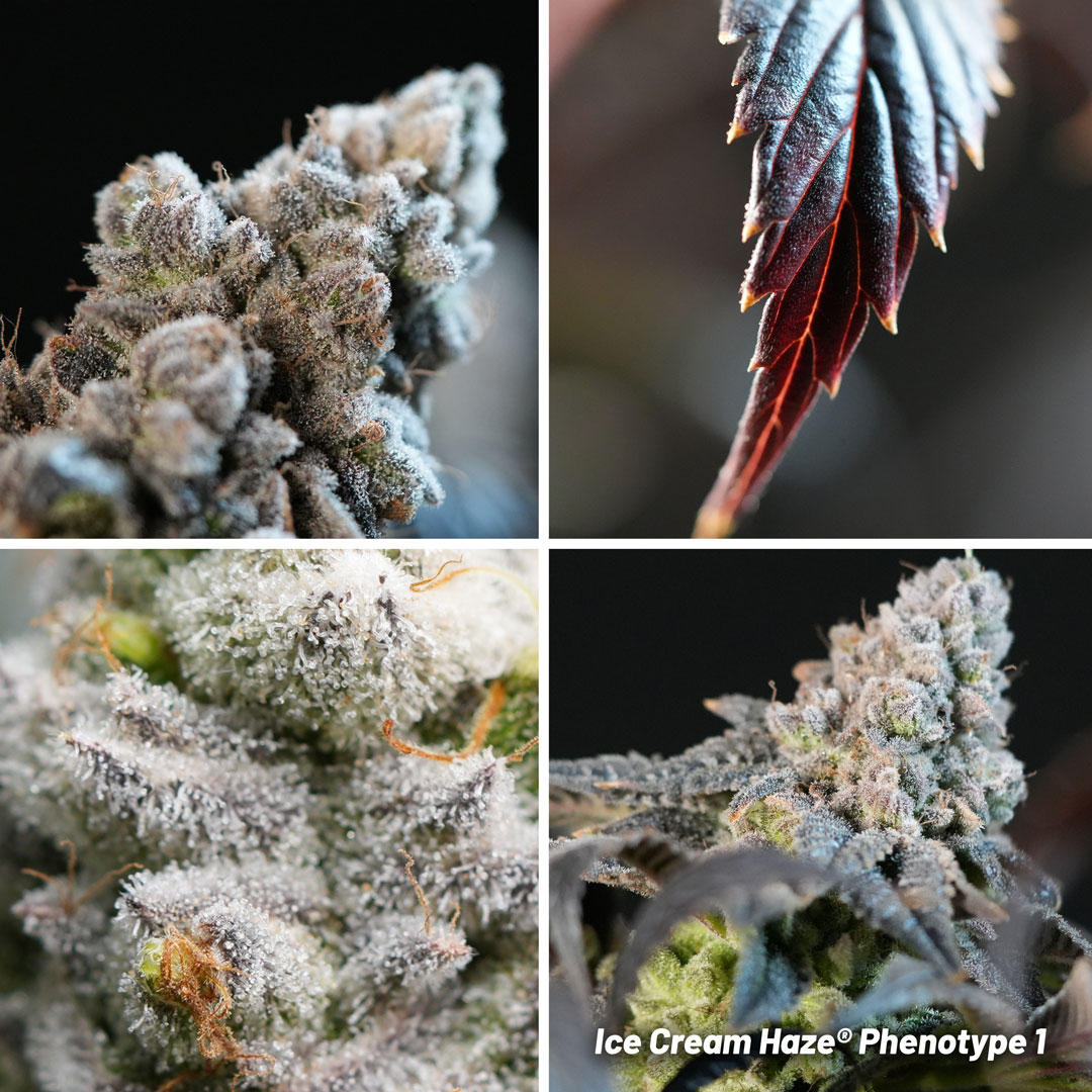 Ice Cream Haze regular seeds pheno #1 grown by Mr.PapaGanja