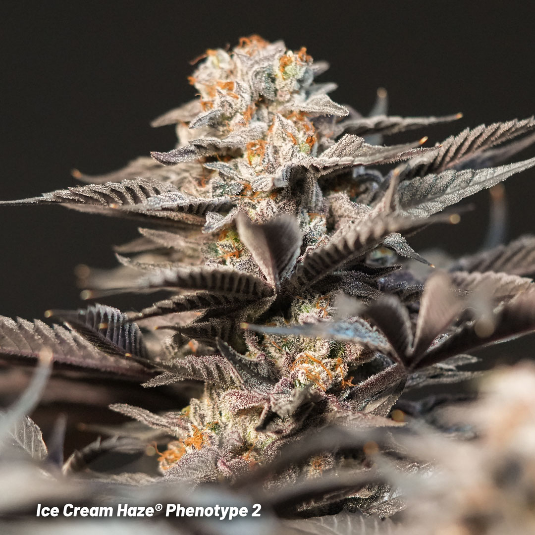 Ice Cream Haze regular seeds pheno #2 grown by Mr.PapaGanja