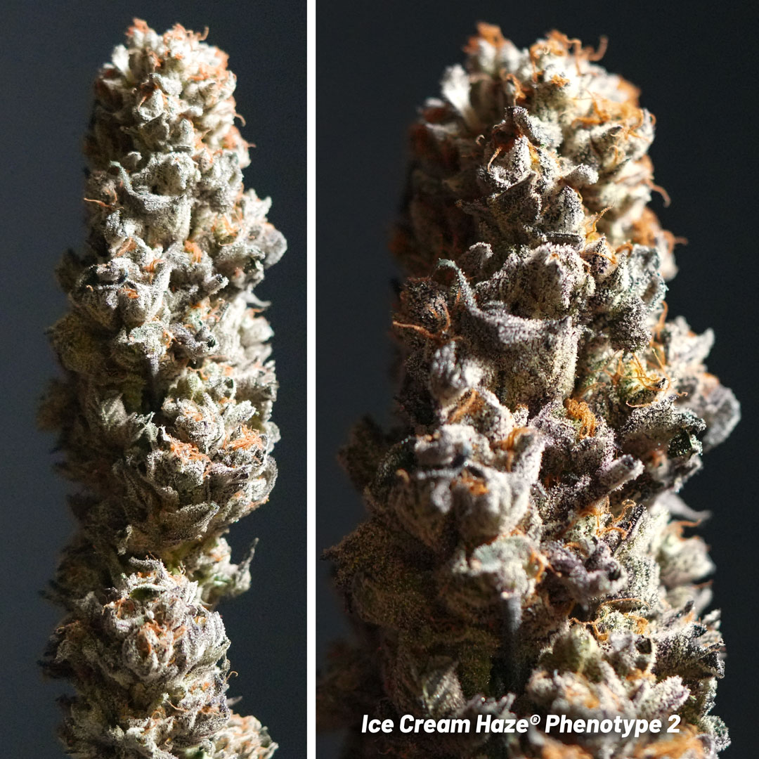 Ice Cream Haze regular seeds pheno #2 grown by Mr.PapaGanja