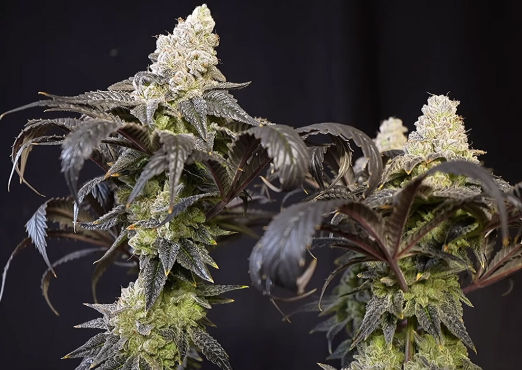 Two phenotypes of Ice Cream Haze regular seeds grown by Mr.PapaGanja