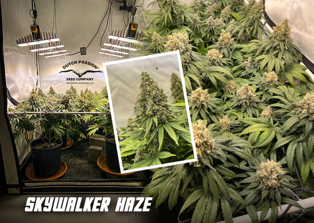 Skywalker Haze grow report by Maximilian1234