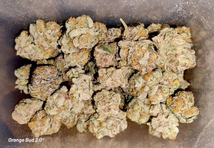 Orange Bud 2.0 dried flowers by Danylo