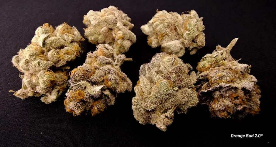 Orange Bud 2.0 budshots by Danylo