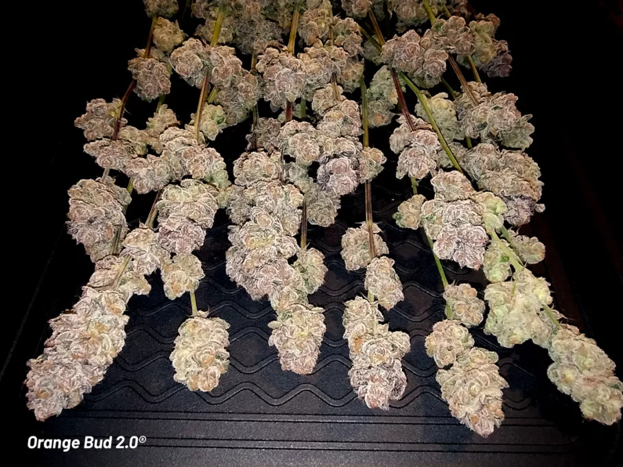 Orange Bud 2.0 fresh, sticky, terpy buds