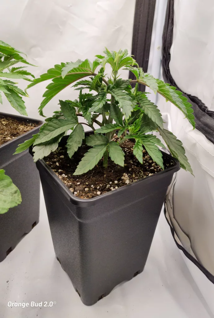 Orange Bud 2.0 grown indoors by Danylo (vegetative stage 1)