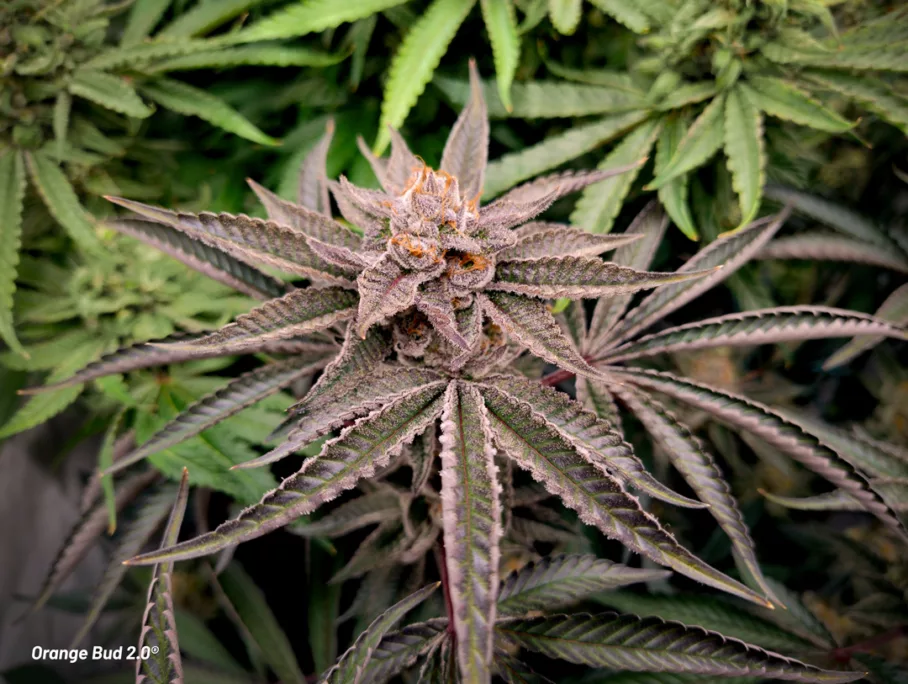 Orange Bud 2.0 grown indoors by Danylo (flowering stage 5)