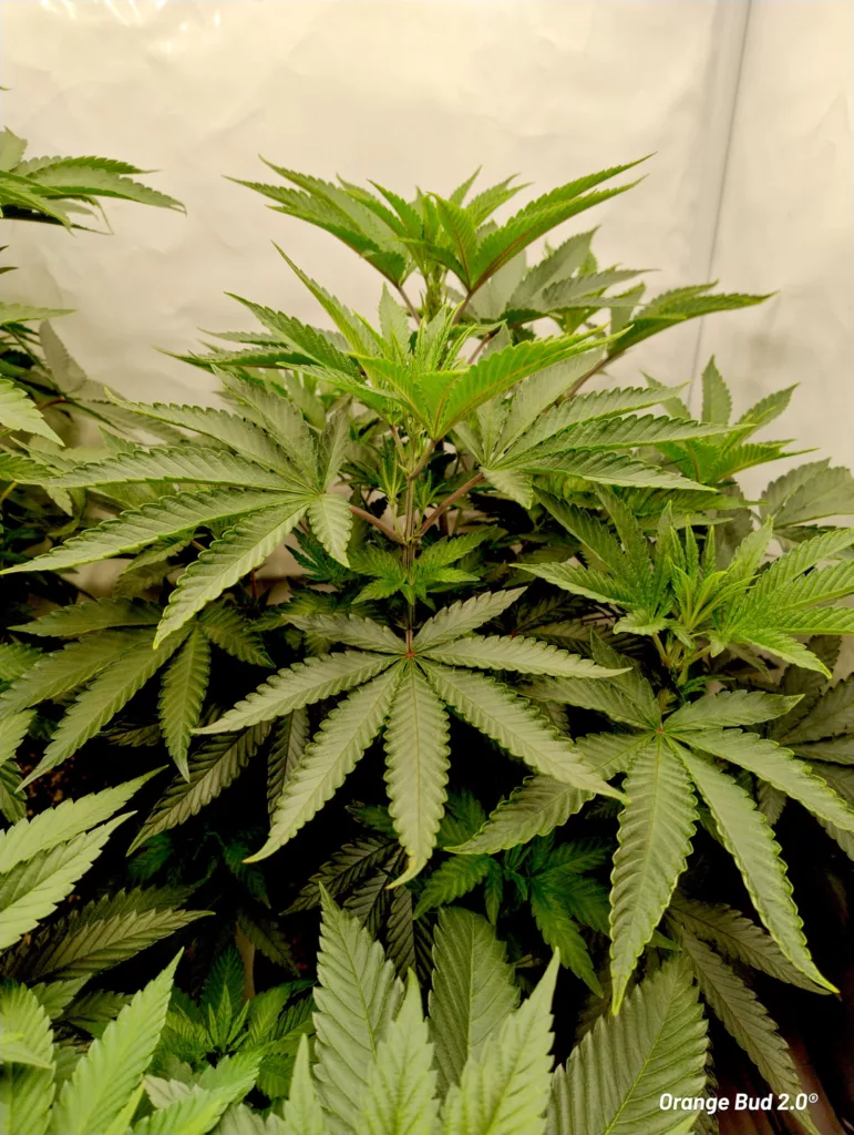 Orange Bud 2.0 grown indoors by Danylo (vegetative stage 2)