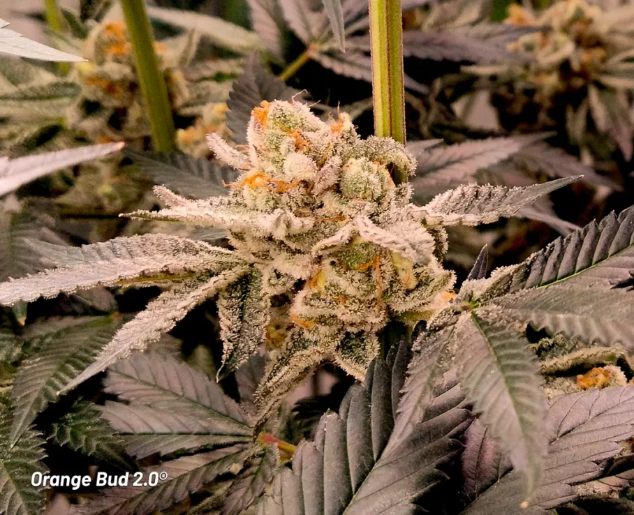 Orange Bud 2.0 grown indoors by Danylo (flowering stage 3)