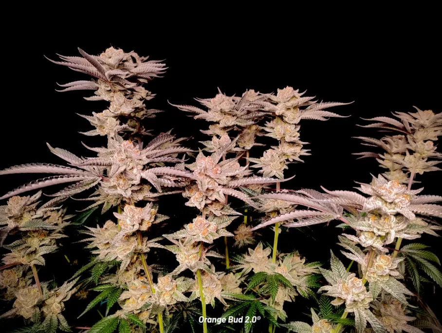 Orange Bud 2.0 grown indoors by Danylo (flowering stage 7)