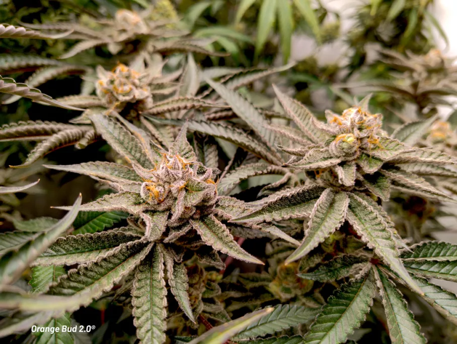 Orange Bud 2.0 grown indoors by Danylo (flowering stage 4)