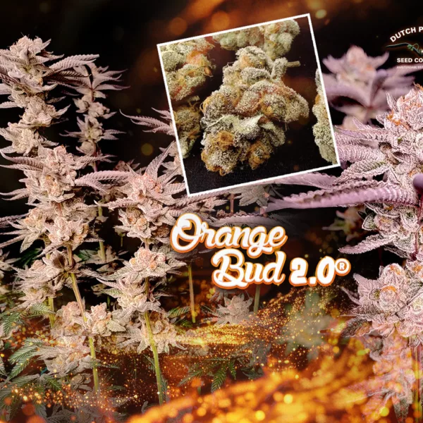 Orange Bud 2.0: A flawless and easy grow journey with legendary genetics