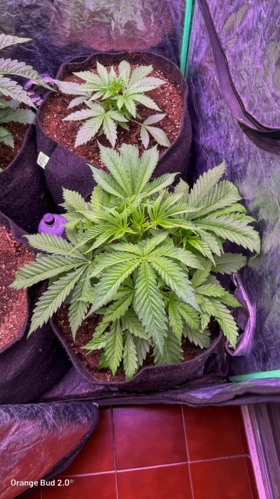 Orange Bud 2.0 by big.chalas (Vegetative stage - 5)