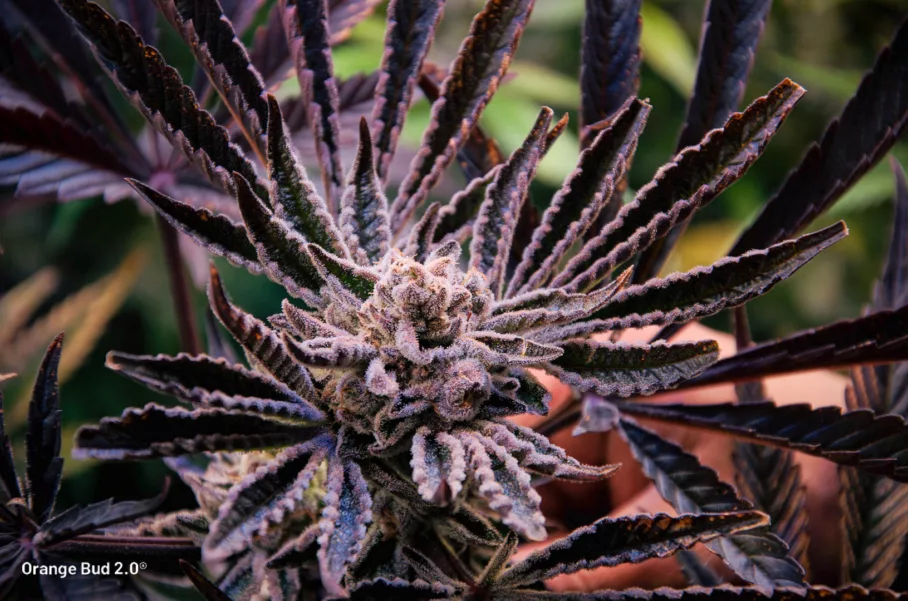 Orange Bud 2.0 grown indoors by big.chalas (2)