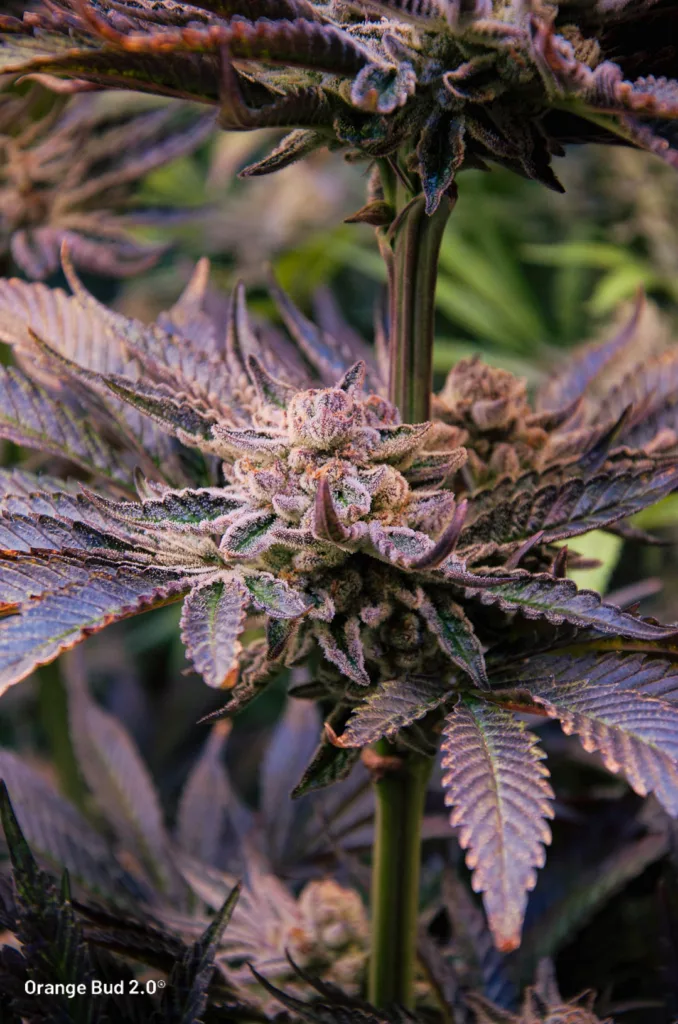 Orange Bud 2.0 by big.chalas (flowering stage - 14)