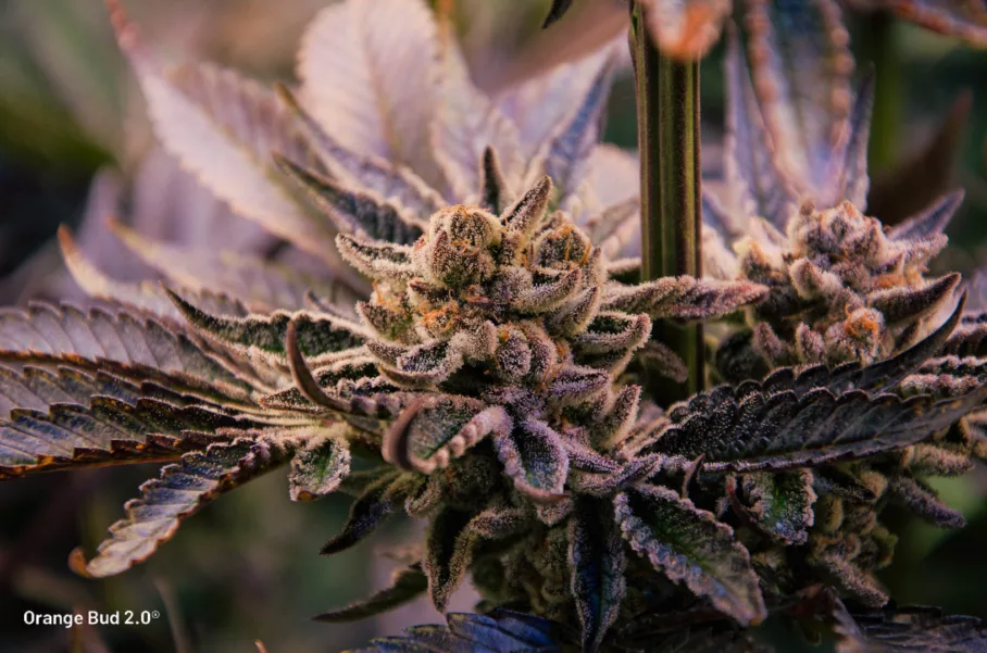 Orange Bud 2.0 grown indoors by big.chalas (3)