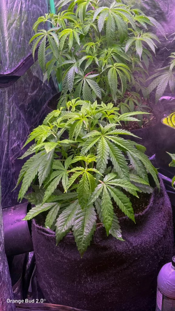 Orange Bud 2.0 by big.chalas (Vegetative stage - 2)