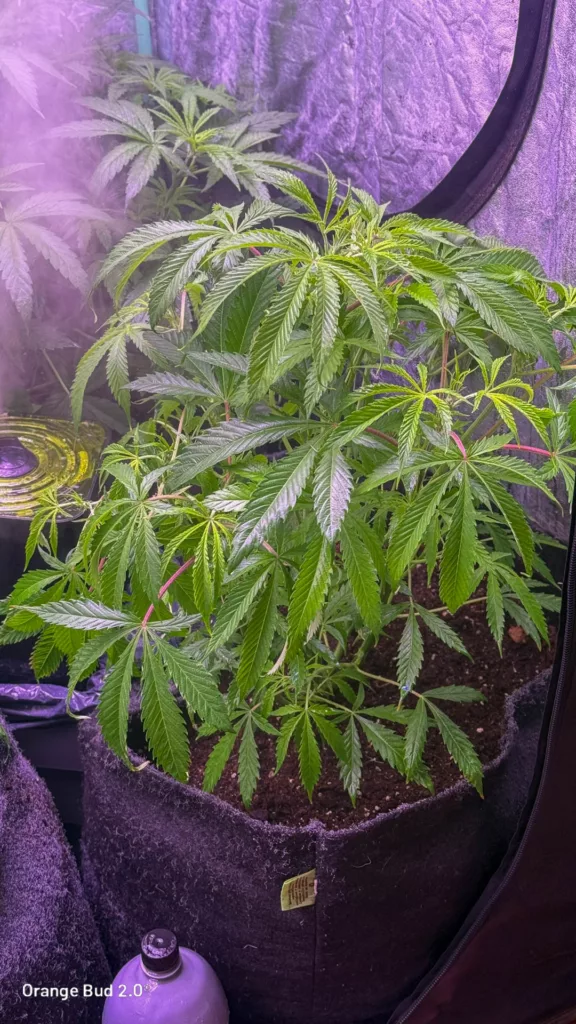 Orange Bud 2.0 by big.chalas (Vegetative stage - 1)