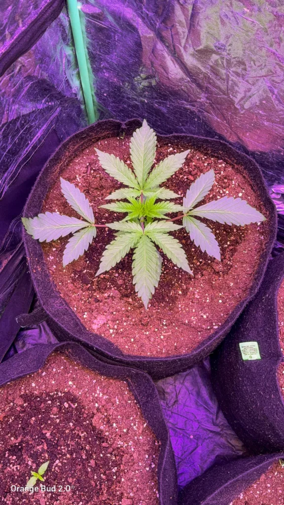 Orange Bud 2.0 by big.chalas (Vegetative stage - 3)