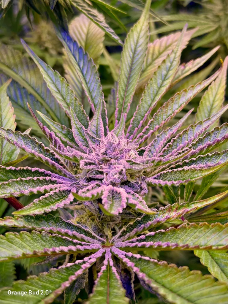 Orange Bud 2.0 by big.chalas (flowering stage - 1)
