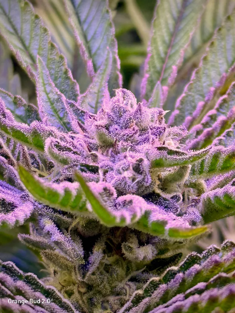 Orange Bud 2.0 by big.chalas (flowering stage - 2)