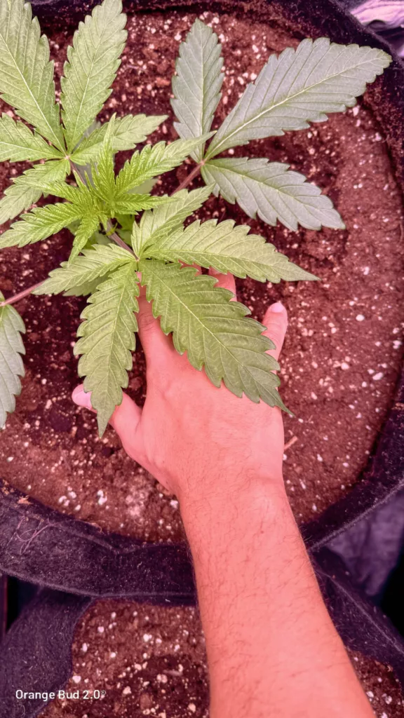 Orange Bud 2.0 by big.chalas (Vegetative stage - 7)