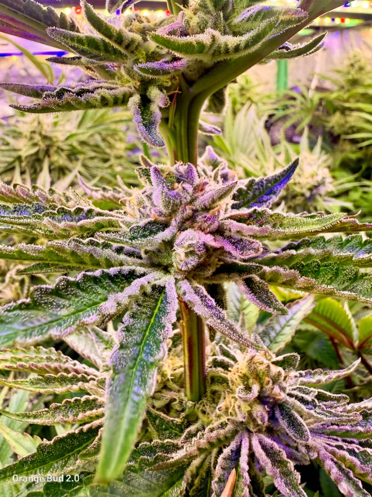 Orange Bud 2.0 by big.chalas (flowering stage - 3)