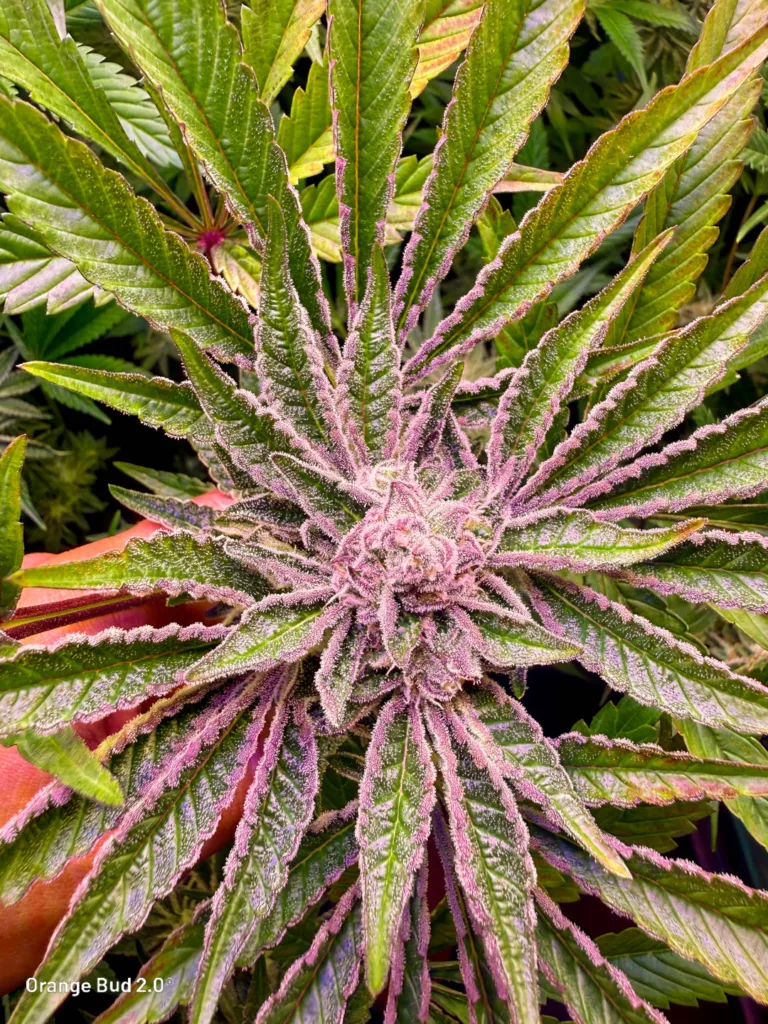 Orange Bud 2.0 by big.chalas (flowering stage - 6)