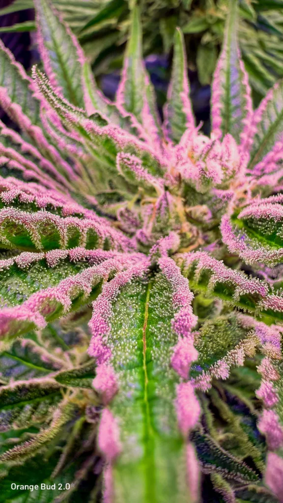 Exceptional trichome frosting even on the fan leaves of Orange Bud 2.0