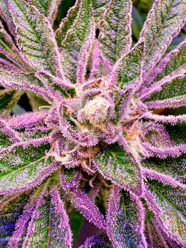 Orange Bud 2.0 by big.chalas (flowering stage - 7)
